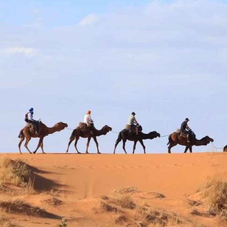 Camel-sahara-desert-morocco