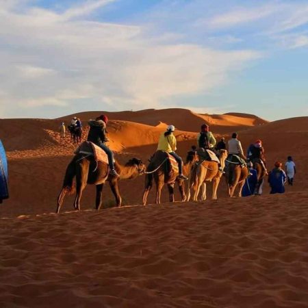 camel mazouga desert