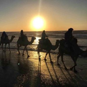 Tailored Morocco Tours  Camel Trekking