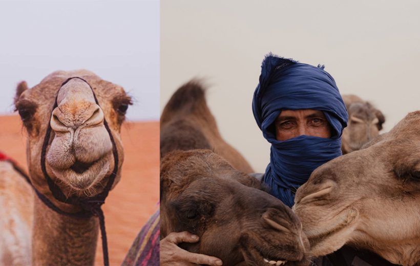 LEARN MORE ABOUT CAMELS